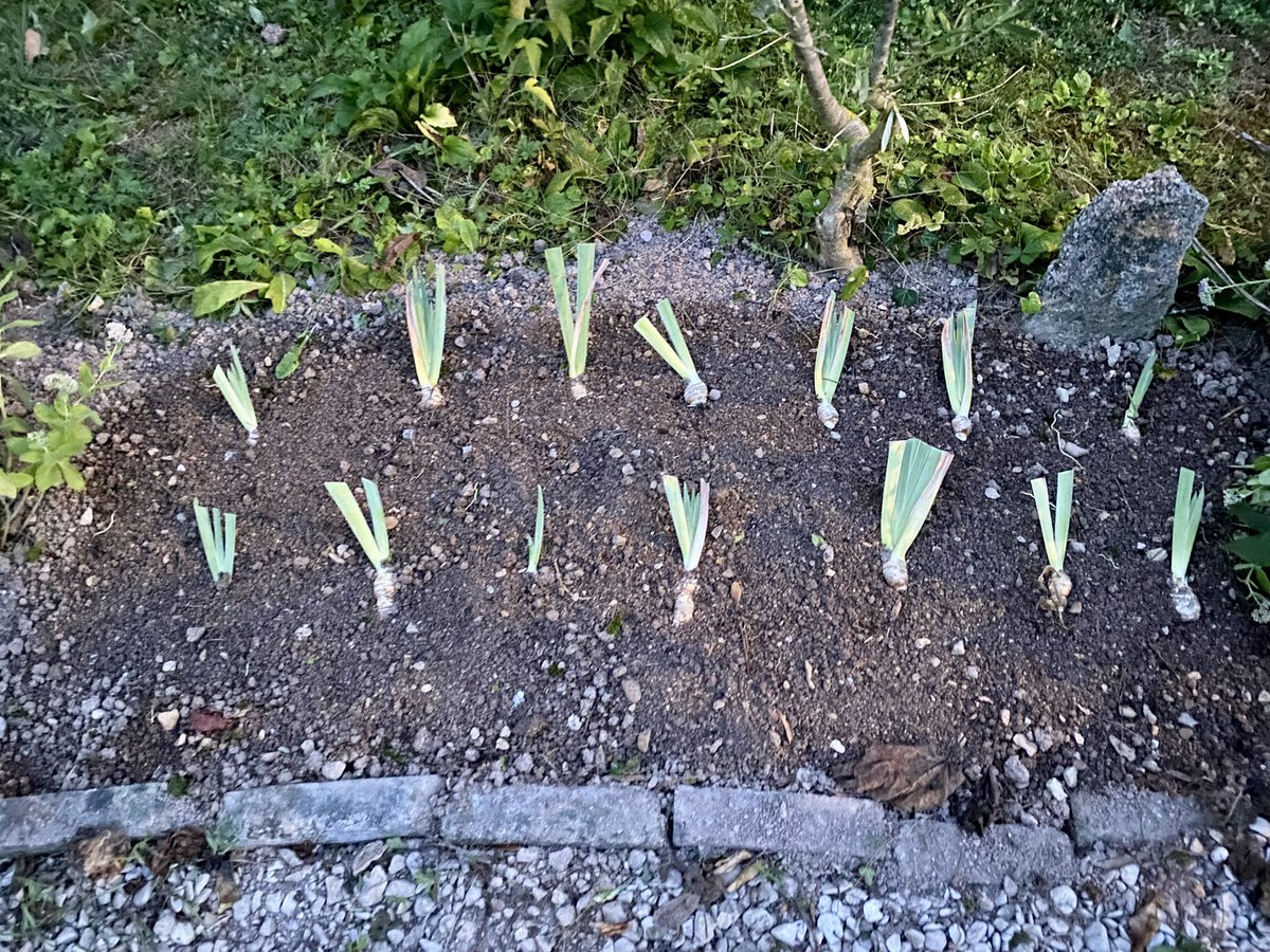 G27Marco's tweet image. 1-La #terrasse se réveille 
2- le #jardinier a encore bien travaillé #iris #fleur #jardin