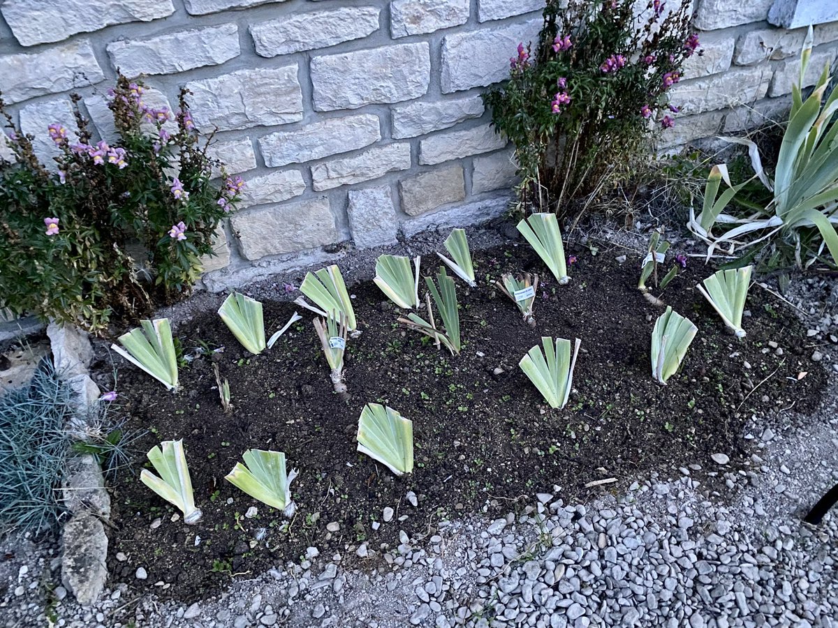 G27Marco's tweet image. 1-La #terrasse se réveille 
2- le #jardinier a encore bien travaillé #iris #fleur #jardin