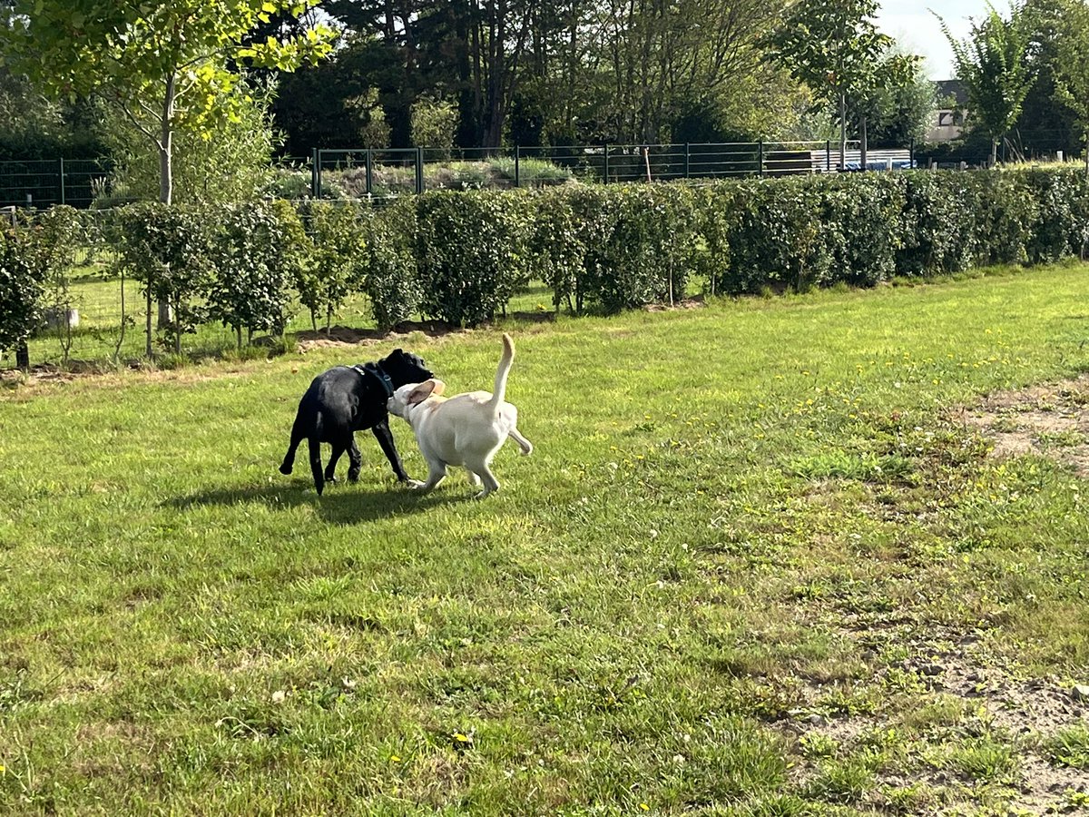 TheAmazingIrish's tweet photo. Ik vind spelen met andere honden dan Lou heel spannend. Deze week mocht ik spelen met lesgenootjes Ibe (ook een rustige) en Iuzzu (een hevige!). Alles verliep in stapjes en zo vond ik het eigenlijk wel leuk. https://t.co/iqIEQ2wj8K