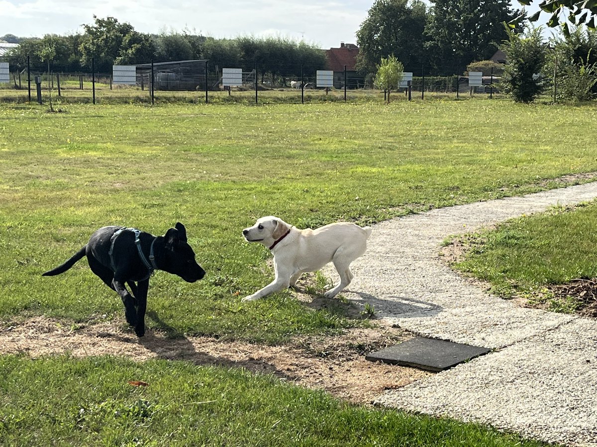 TheAmazingIrish's tweet photo. Ik vind spelen met andere honden dan Lou heel spannend. Deze week mocht ik spelen met lesgenootjes Ibe (ook een rustige) en Iuzzu (een hevige!). Alles verliep in stapjes en zo vond ik het eigenlijk wel leuk. https://t.co/iqIEQ2wj8K