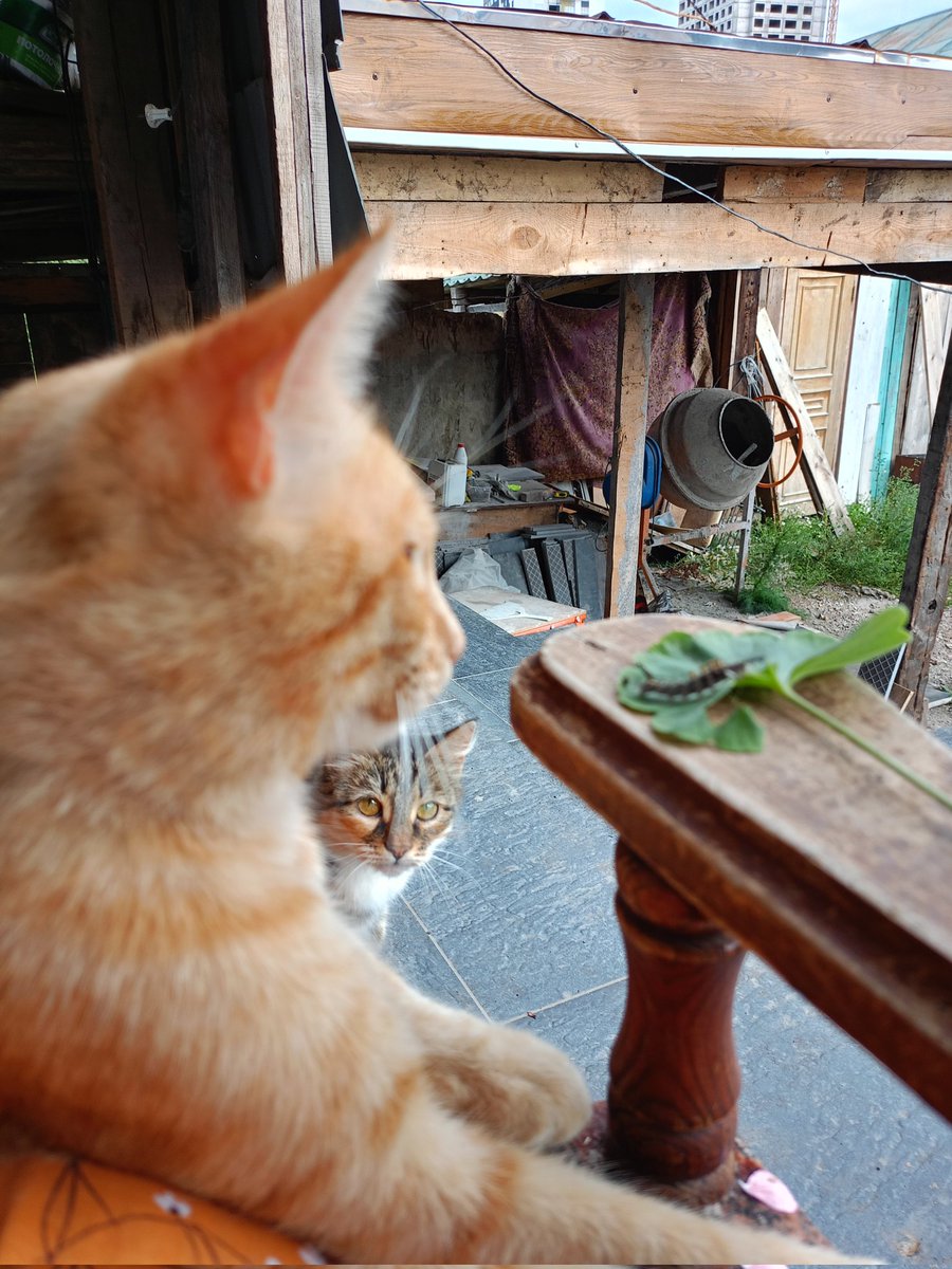 _redjina_'s tweet photo. 🐈😼🧶🧸

#Cat #kittykat #Simba https://t.co/48g5F8pRco