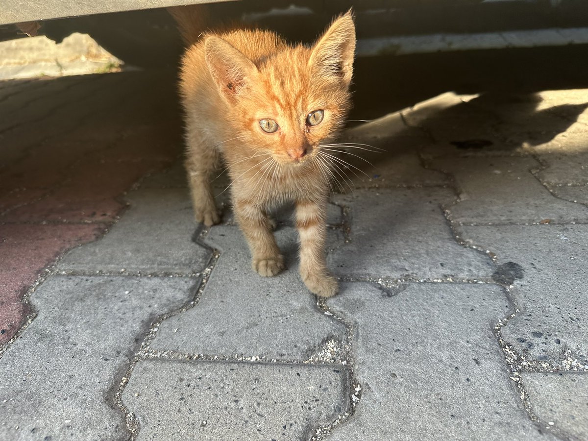 1incircekirdegi's tweet photo. Çal��ştığım yerin tam önüne atılmış bir yavru. Güvenli sayılabilecek bir yere bıraktım ama diğer kedilerin tamamı yetişkin ve kısır olduğu için sürekli dayak yiyor. Ona yavru kedi bakımı bilen kısırlaştırma bilinci olan ömürlük yuva arıyorum. İstanbul https://t.co/nrsE0QYLHq