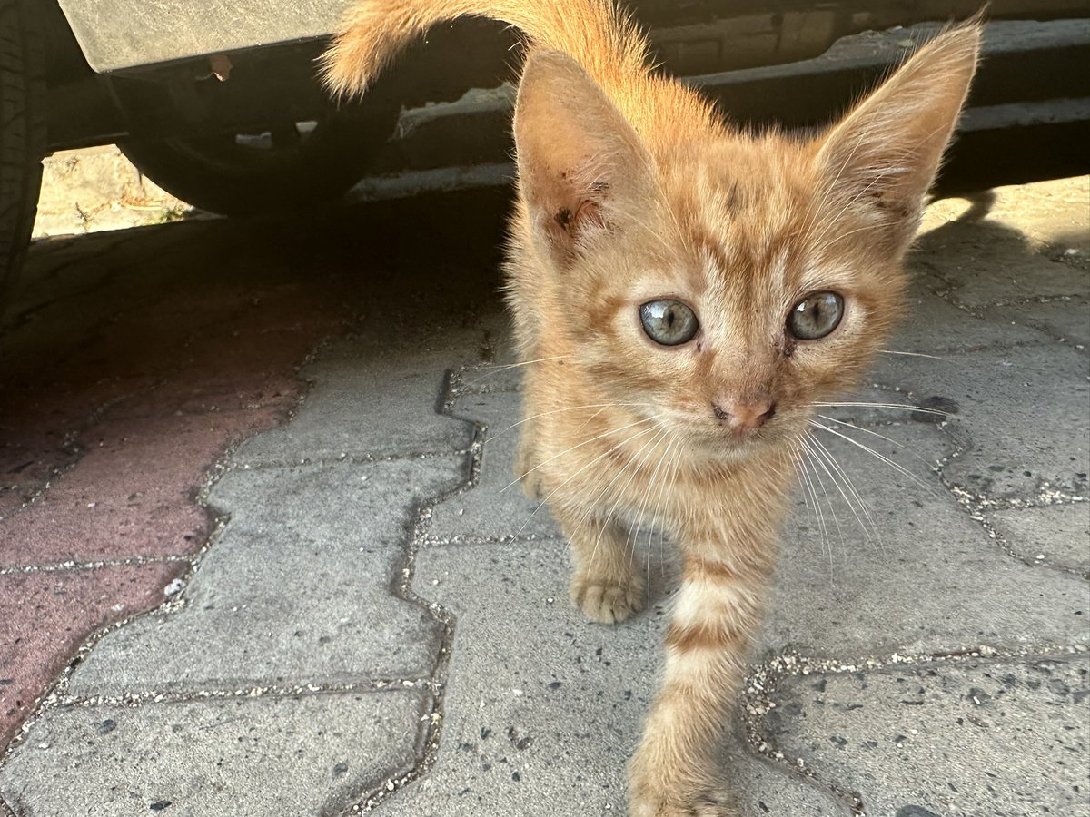 1incircekirdegi's tweet photo. Çal��ştığım yerin tam önüne atılmış bir yavru. Güvenli sayılabilecek bir yere bıraktım ama diğer kedilerin tamamı yetişkin ve kısır olduğu için sürekli dayak yiyor. Ona yavru kedi bakımı bilen kısırlaştırma bilinci olan ömürlük yuva arıyorum. İstanbul https://t.co/nrsE0QYLHq