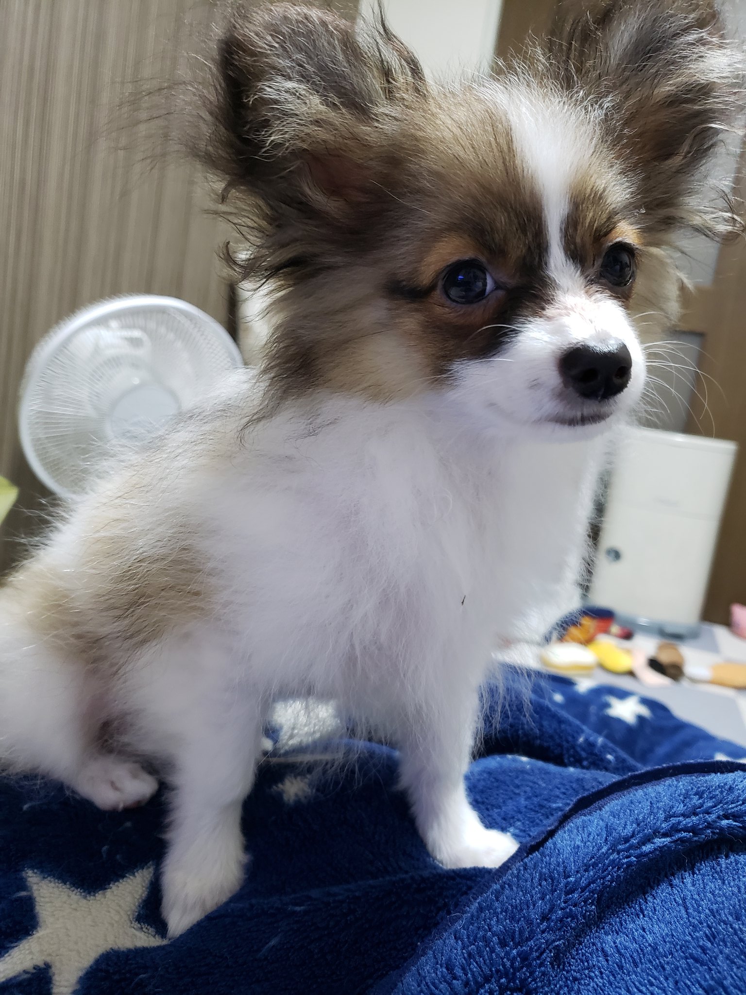✩.*˚わさびｵﾌﾞｼﾞｮｲﾄｲ✩.*˚ on X: 