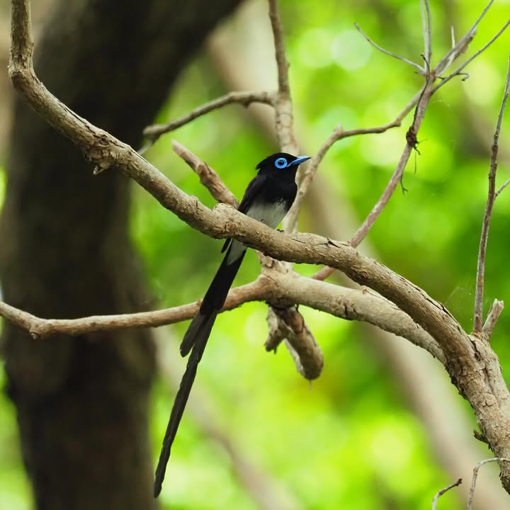 haruno__naomi's tweet photo. 綺麗な青い瞳
Beautiful blue eyes

#birds #bird #birdwatching #nature #バードウォッチング #野鳥 #自然 #野鳥撮影 #野鳥写真 #birdphotography #birdsofinstagram #birdlovers #paradiseflycatcher #japaneseparadiseflycatcher #サンコウチョウ #リュウキュウサンコウチョウ https://t.co/VjLGXNSQEx