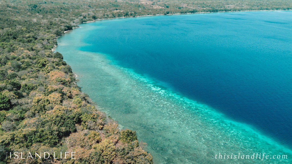 ThisIslandLife tweet media