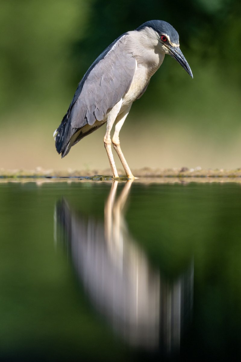 Black-crowned Night Heron
