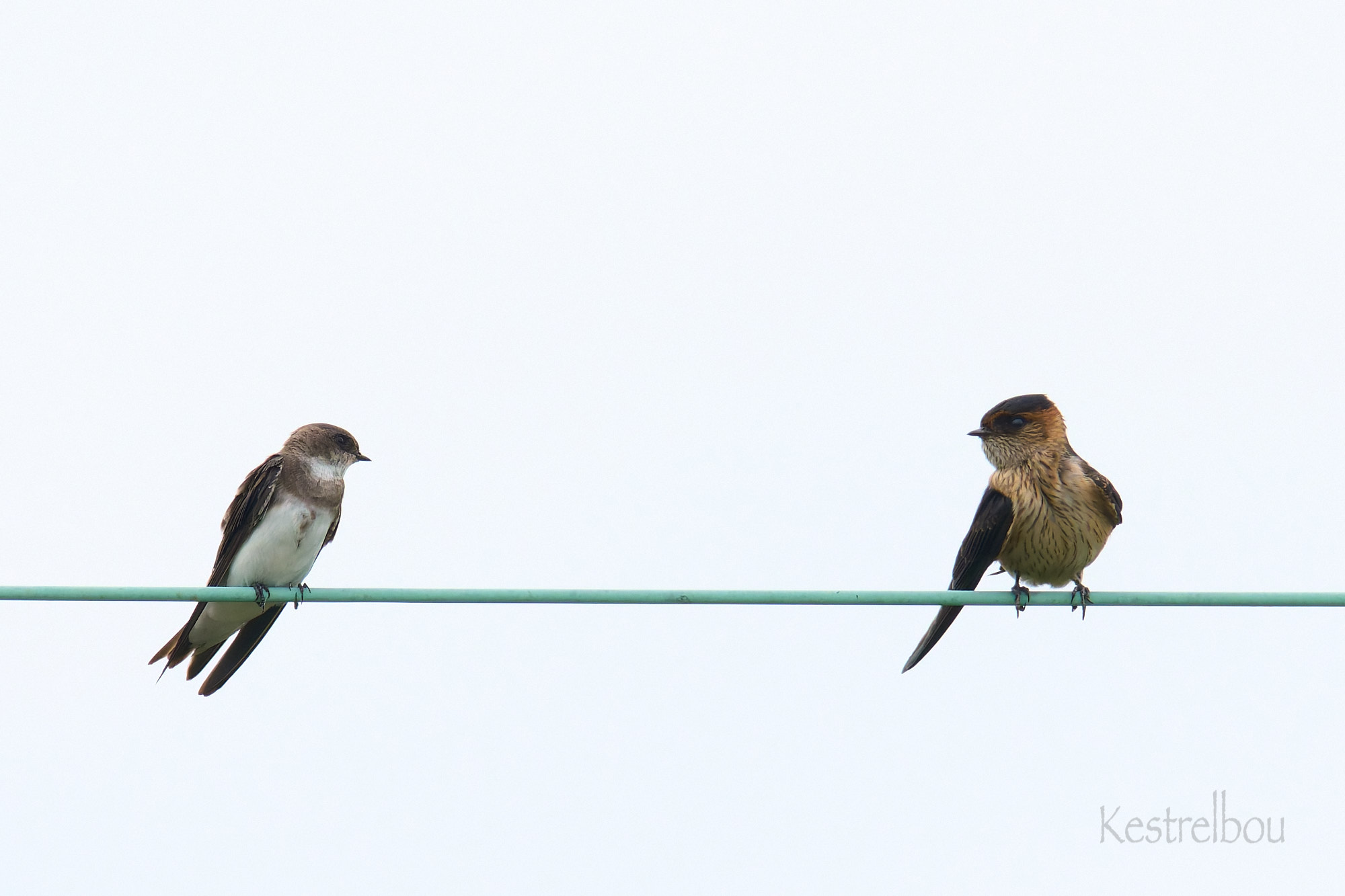 鳥がいく imgrc0124121934.jpg