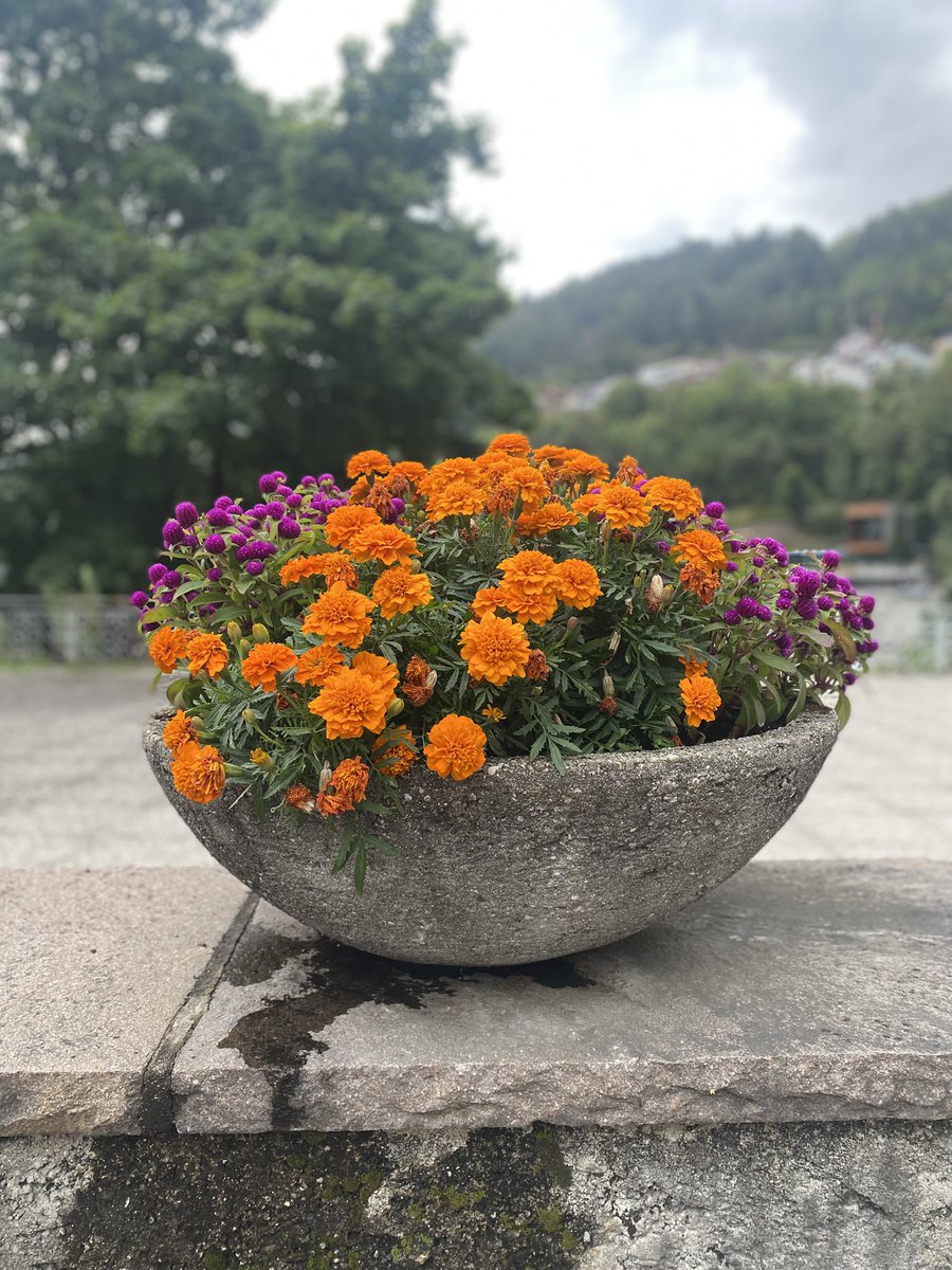 Sonia Zuccaro tweet media