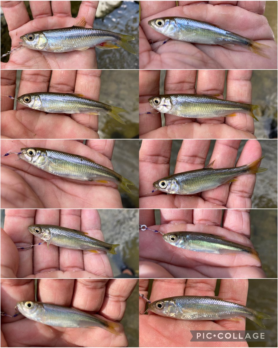 続きっすw

メッキは釣れる気しないので、オイカワ狙いで近所の川へ

んー

カワムツが猛爆😳

しかし釣れども釣れどもオイカワは混じらず

つまりこの川にはオイカワはおらんって事やな

他探そう🥺

かめジグ&amp;aBuraBoアシストは川も行けます🥹

#カワムツ
#かめジグ
#aBuraBoアシスト