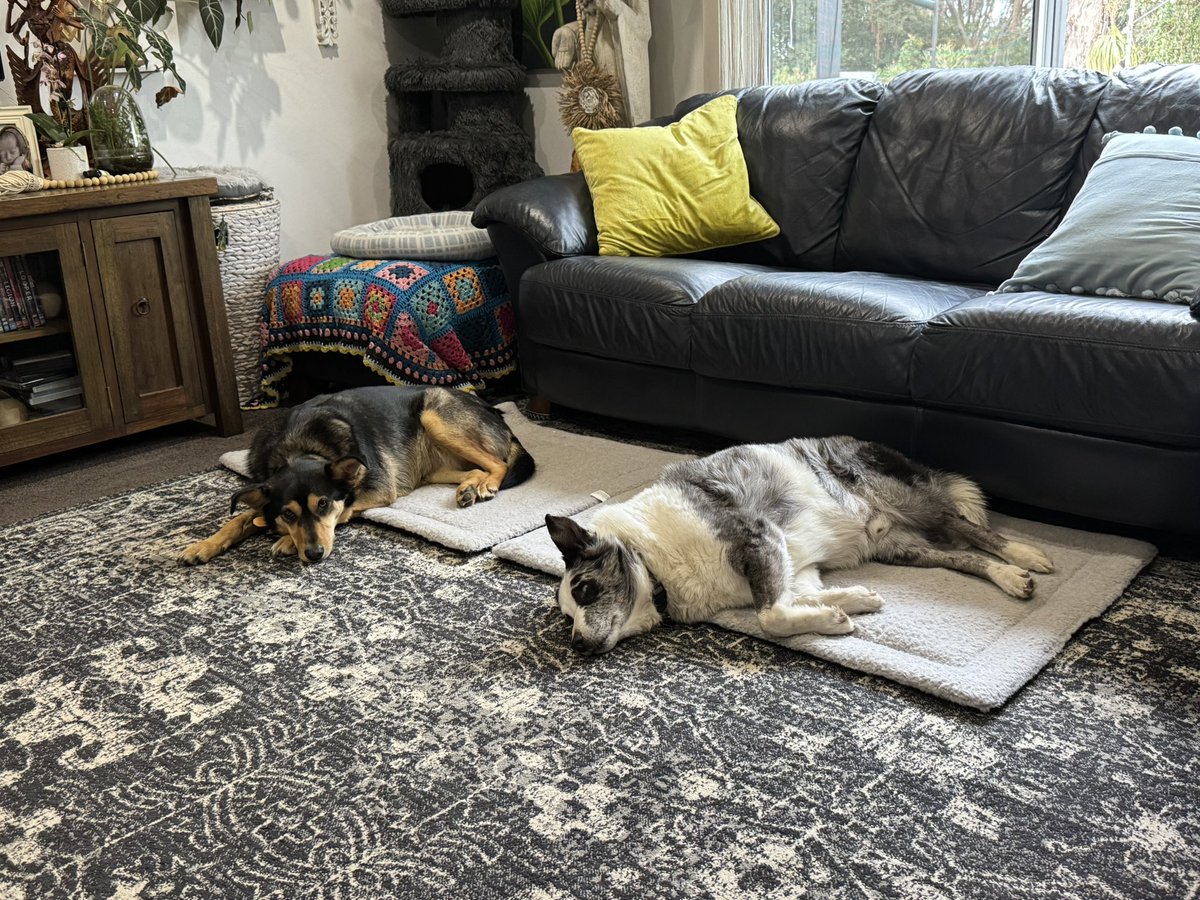 Sings “ I’ve been every where man, I’ve been everywhere”
Well Halls Gap to unload wood. Ty baby Jesus for tipping trailers. 
Horsham to get chaff, no paw nutts, orphaned woolly milk. 
Last the frooking supermarket. 
Now home to these who haven’t moved much since 7am