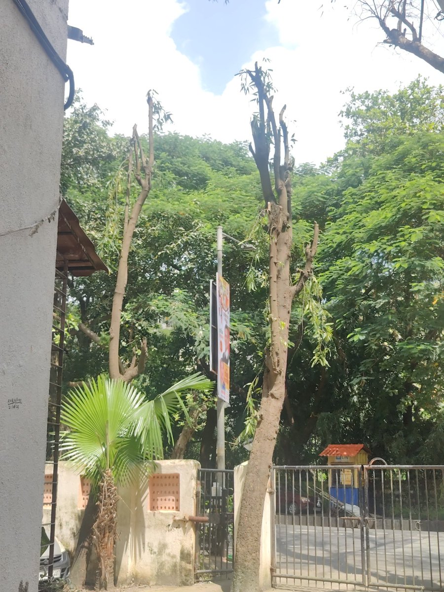 ManjulaAdv's tweet photo. Tree trimming ≠ tree butchering. 🌳
In Borivali, only bare stumps remain.
Requesting @mybmc @mybmcGardens: let’s make pruning scientific &amp; sensitive, so trees look like trees, not poles.
#SaveTrees #Borivali https://t.co/0zanyQV7i8