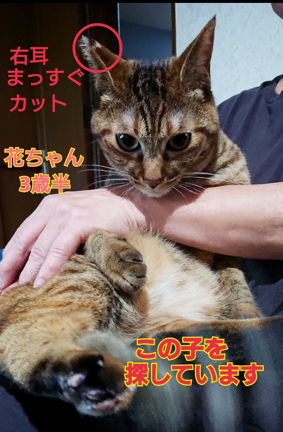猫 ねこねこタワー P-NT2 ｜ ミスターマックスオンラインストア
