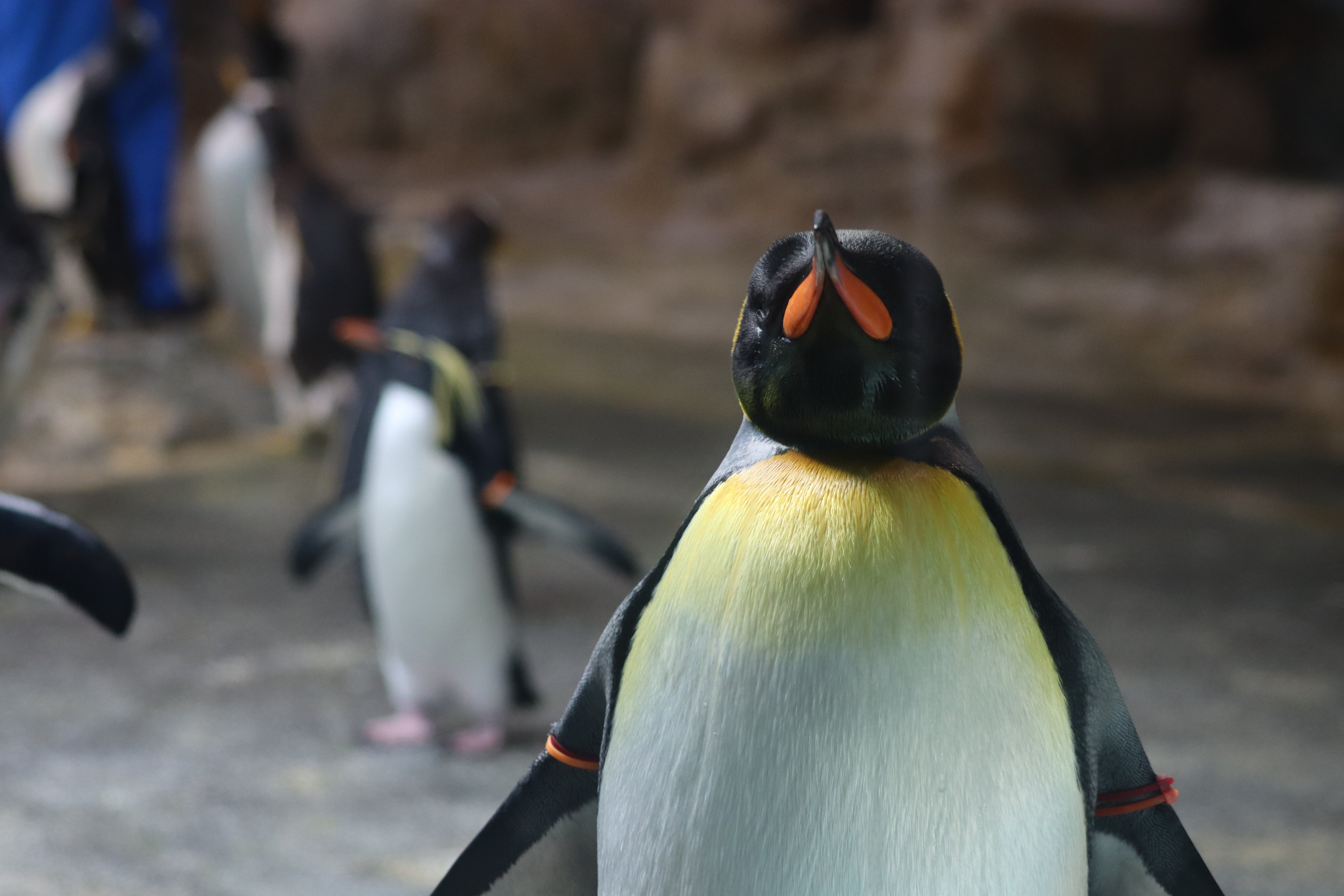 長崎ペンギン水族館【公式】 on X: 