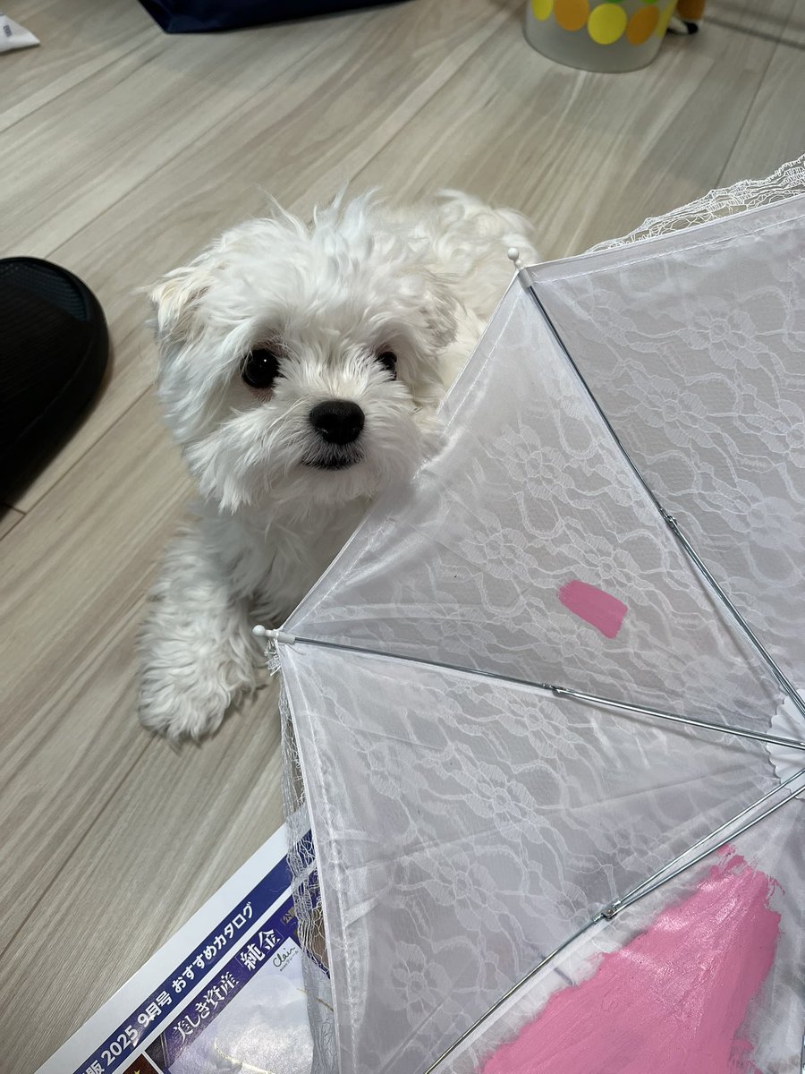 2Happiness_K321's tweet photo. どけでもどけても、ここにも帰ってきてここに座るいぬとともに、、 https://t.co/BKBLBG8AsW