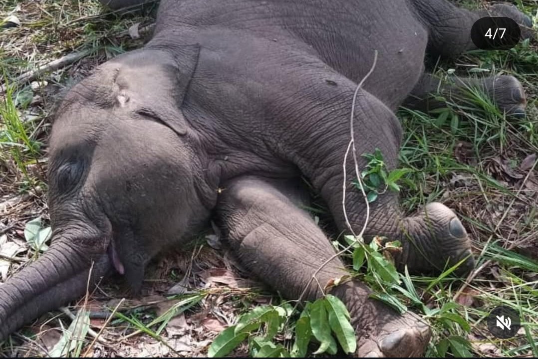 crysnow07's tweet photo. Aku dari tadi pertama kali dapat info, berharap kalau ini semua hanya mimpi. 
Tari kamu ga kelihatan sakit, kamu anak baik. Kamu cuma kaya tidur aja di samping mama Lisa 🐘💔😭

Dengan ini aku kabarkan kalau salah satu gajah yang ada di Tesso Nilo hari ini ditemukan meninggal dunia. Dede Tari 🐘
Ada rencana aku mau ketemu kamu. Aku mau sampaikan hadiah dari kakak-kakak online di sini. Tapi kenapa kamu diambil Tuhan duluan 😭😭😭😭😭