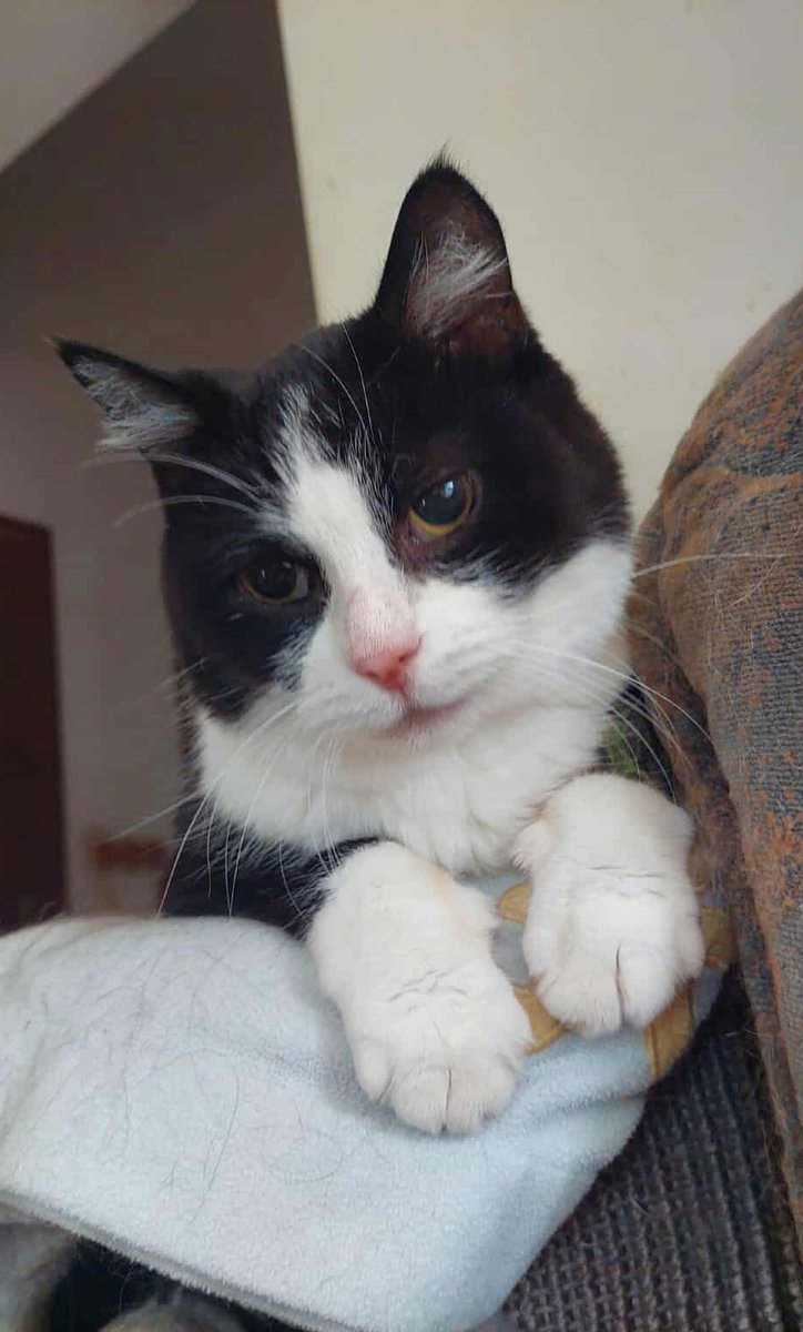 Brakuje 923 zł!

Do końca zbiórki 15 GODZIN!

Proszę pomóżcie zakończyć zbiórkę Tuptusia 🙏🙏

ratujemyzwierzaki.pl/tuptek-felineus