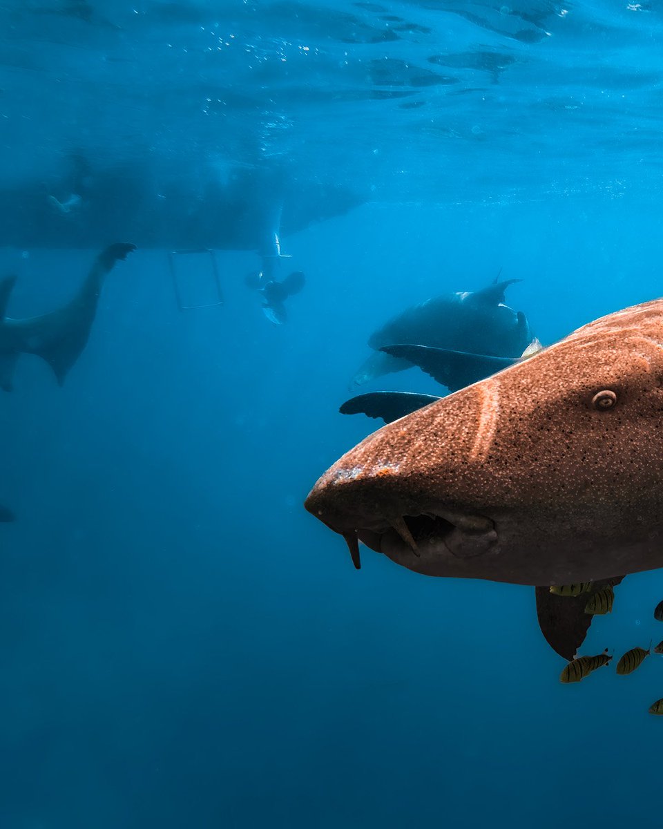 mowgliventure's tweet photo. These #nurseshark swims have easily become a favourite among our adventurers; and it’s no surprise. How can you not be in awe, gliding right beside these graceful creatures? 🦈✨ https://t.co/oQ5umiOYD6
