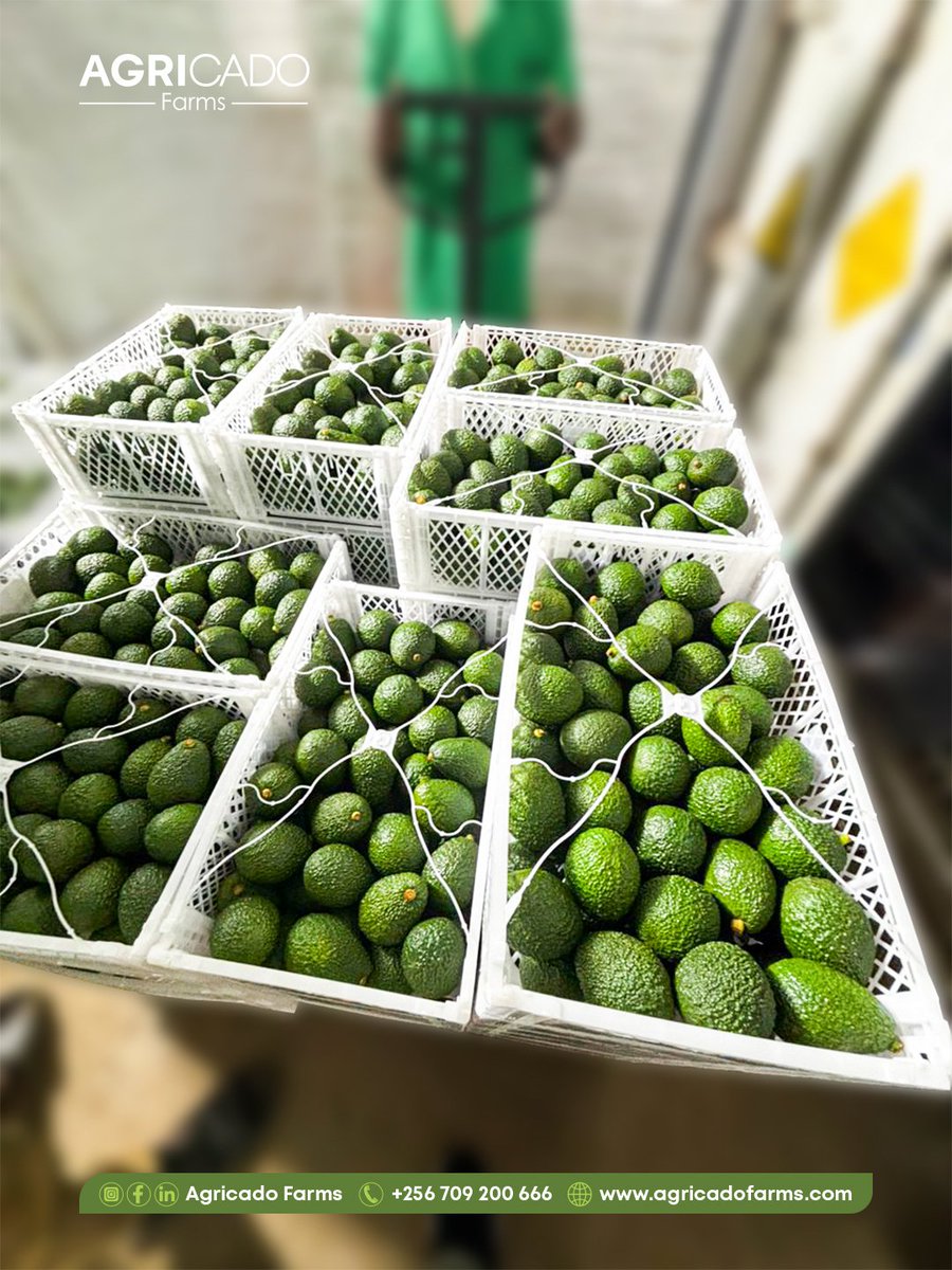 AgricadoFarms's tweet photo. commitment to delivering premium Hass avocados from Uganda to the world fresh, consistent, and export-ready.

 #AgriculturalExports #GlobalGAP #SustainableFraming https://t.co/aHQOW6SWZ3