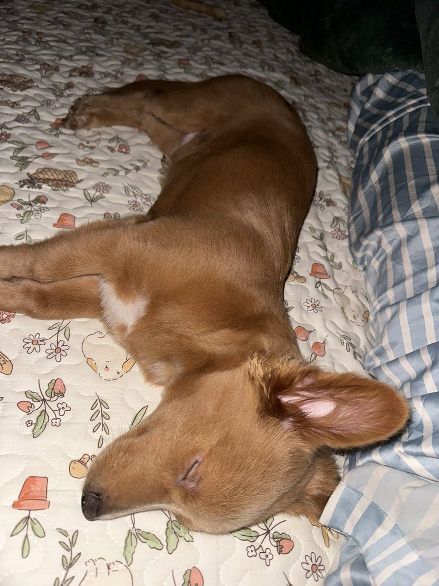 올려달라고 요청받은
버르장머리 없이 침대 정중앙에서 자는 개