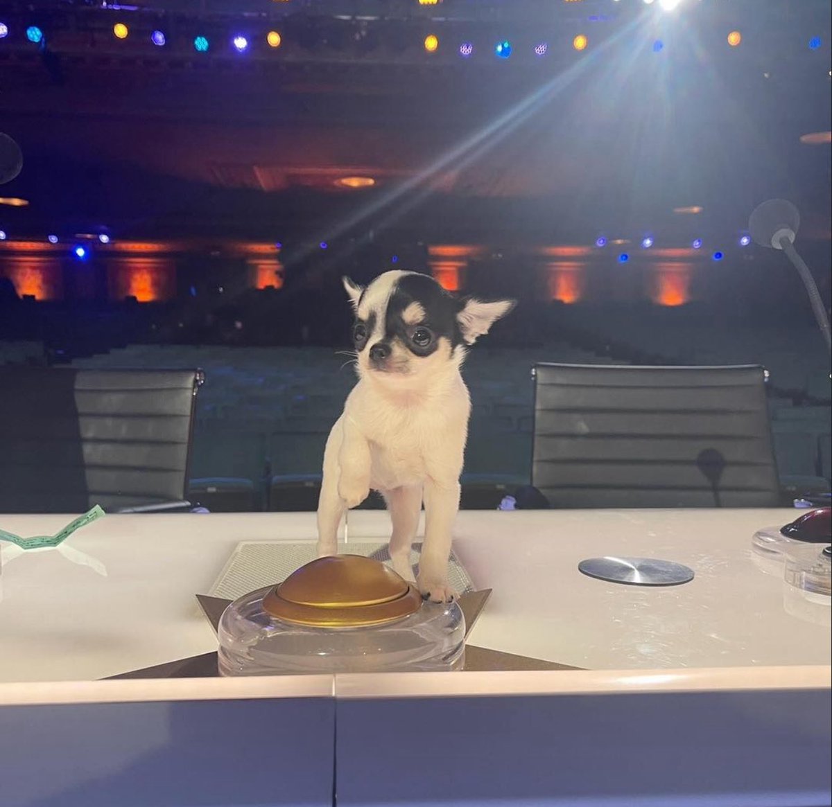 sofiavdailyy's tweet photo. amore is the cutest judge on @AGT 😂😂🫶 @SofiaVergara #agt https://t.co/r7WjgcDjDS