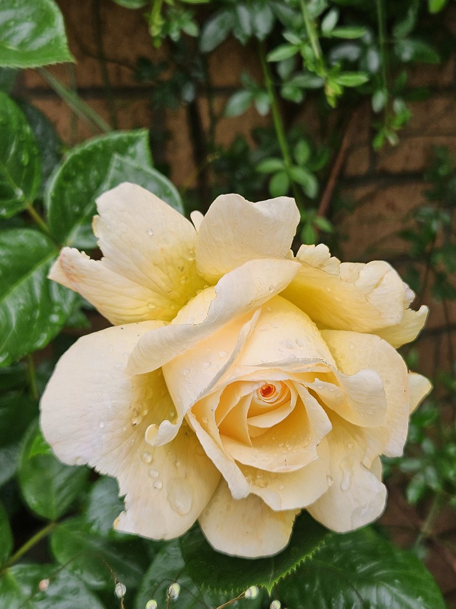 Have a lovely #RoseWednesday everyone