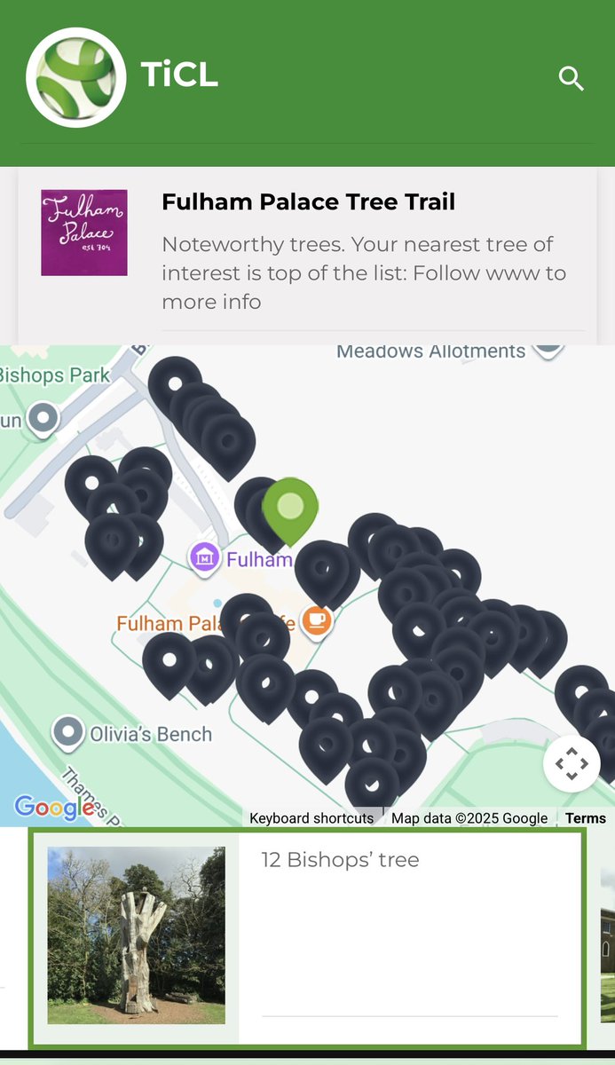 TiCLme's tweet image. You can find the Bishops’ Tree (and the other trees mentioned on the information board) on the wonderful tree trail @Fulham_Palace @LBHF 

See the #treetrail here: 
ticl.me/fulham-palace-…
