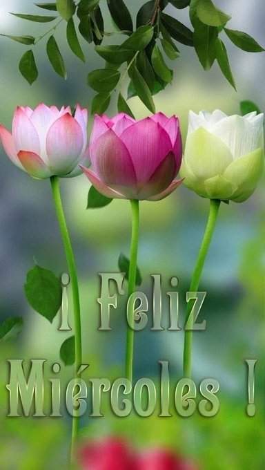Three lotus flowers in pink, white, and green, each on a green stem with leaves. Green foliage is visible in the background. Text overlay reads "¡Feliz Miércoles !" in stylized green font.