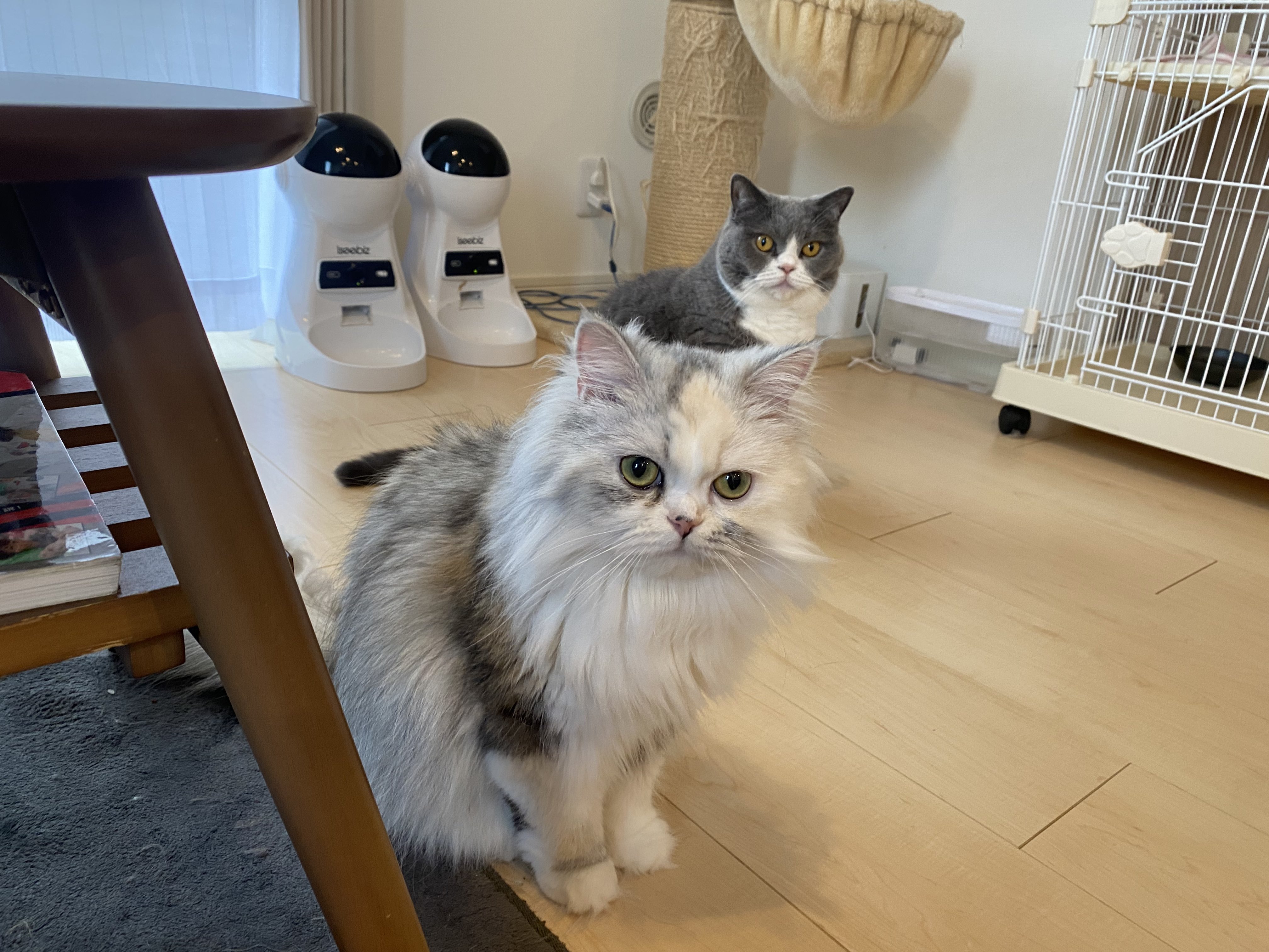 ⭐️ルー 猫ちゃんバングル⭐️ ⭐️ルー 猫ちゃんバングル ルー 猫ちゃんバングル⭐️ 楽天市場
