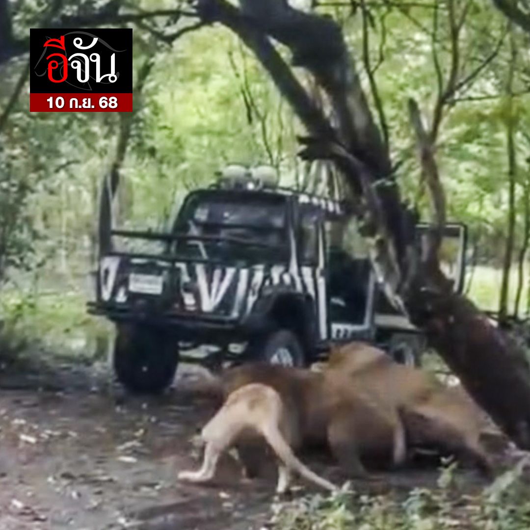 EJanNews's tweet photo. ด่วน ! สลดกลางสวนสัตว์ กรุงเทพฯ
สิงโตรุมขย้ำเจ้าหน้าที่ ต่อหน้านักท่องเที่ยว

วันนี้ (10 ก.ย. 68) มีรายงานว่า ในสวนสัตว์แห่งหนึ่ง ในกรุงเทพ เกิดเหตุสลดสิงโต 5 ตัว รุมขย้ำเจ้าหน้าที่สวนสัตว์ ขณะกำลังให้อาหารอยู่ เจ้าหน้าที่ลงจากรถและหันหลัง ไม่ทันได้ตั้งตัว ก่อนสิงโตกระโจนเข้ามาตะครุบและลากไป

ขณะนี้ยังไม่มีรายงานเพิ่มเติม
อีจันขอแสดงความเสียใจด้วยค่ะ