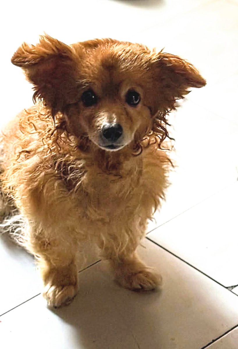 🆘🆘¡¡ATENCIÓN!!🆘🆘
FRESITA se ha perdido en  el barri de Can Vidalet
#EspluguesdeLlobregat
#Barcelona
Su familia está muy preocupada y piden colaboración ciudadana para recuperarla.
Si la ves contacta.
📞 687 12 47 10
Máxima difusión.
📣📣📣
#XarxaBarcelonaPerduts
#FemXarxa