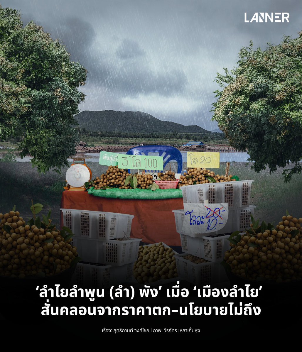 ครั้งหนึ่ง ‘ลำไย’ คือภาพจำของความอุดมสมบูรณ์ภาคเหนือ และทำให้จังหวัดเล็กๆ อย่าง ‘ลำพูน’ ถูกเรียกว่า ‘เมืองลำไย’ ทว่าวันนี้ภาพนั้นเริ่มพร่าเลือน ราคาเหวี่ยงลงต่อเนื่อง สวนจำนวนมากโค่นต้น ปล่อยร้าง หรือย้ายไปปลูกชนิดอื่น ขณะที่เกษตรกรจำนวนไม่น้อยยังต้องฝากชะตากับพ่อค้าคนกลาง
.