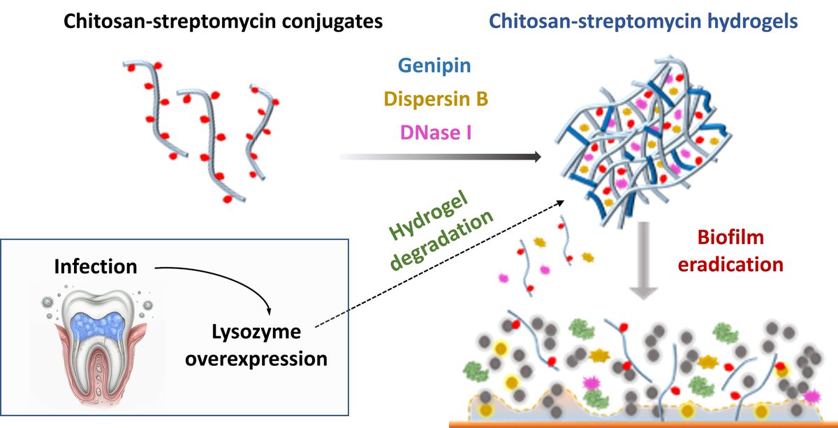 Mat2Bio_Lab's tweet image. ¡Un gran orgullo para el @Mat2Bio_Lab! 🤩
Nuestro trabajo sobre hidrogeles inteligentes para tratar la periodontitis, publicado en @ChemMater, ha sido destacado como uno de los hitos científicos del año en la #MemoriaAnual2024 del @CSIC🔬✨
🔗Léelo aquí👉bit.ly/4esmYd1