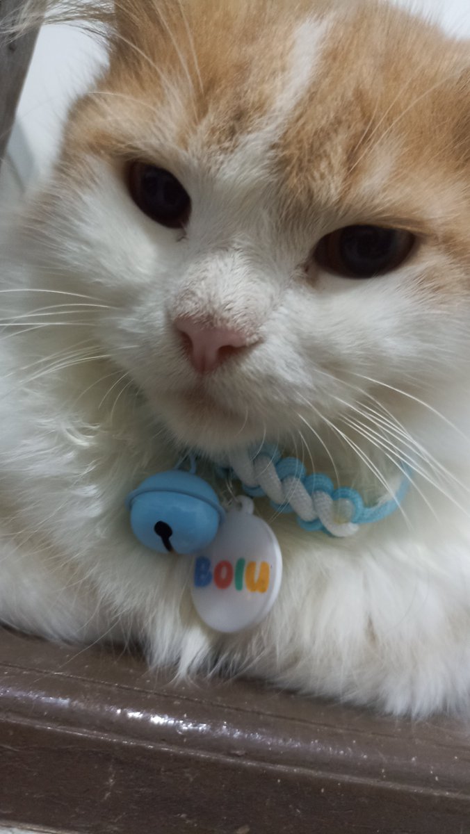 Artha & Pasukan oyen 🐱 tweet media
