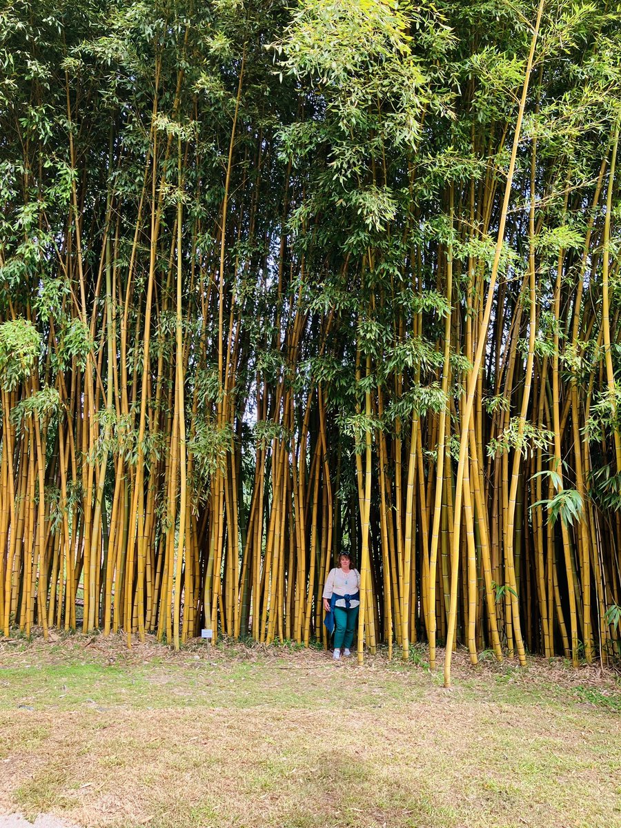 Enormous bamboo!!!