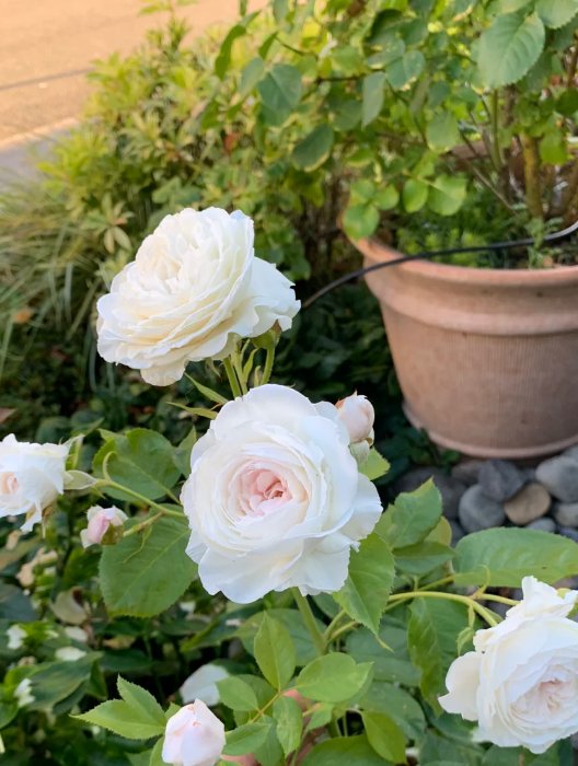 A garden of flowers is a paradise for the soul. 🌺🌟