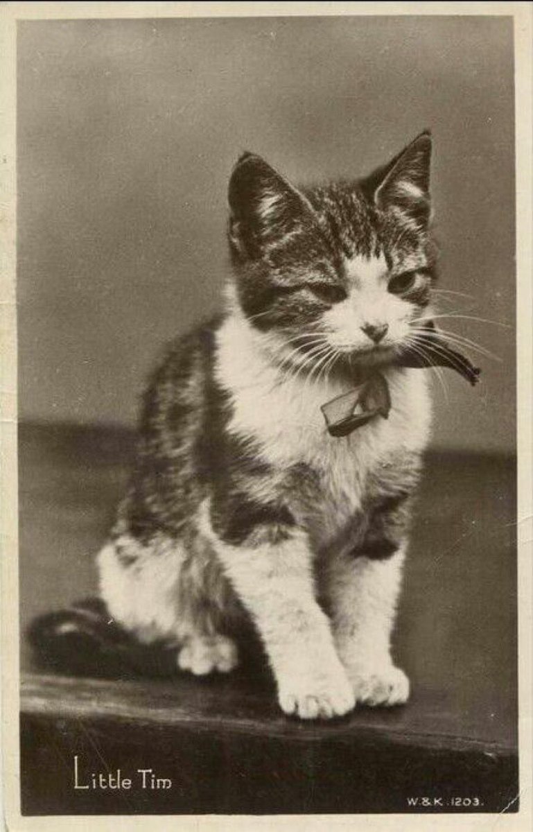 catshealdeprsn's tweet image. Little Tim (1931)
