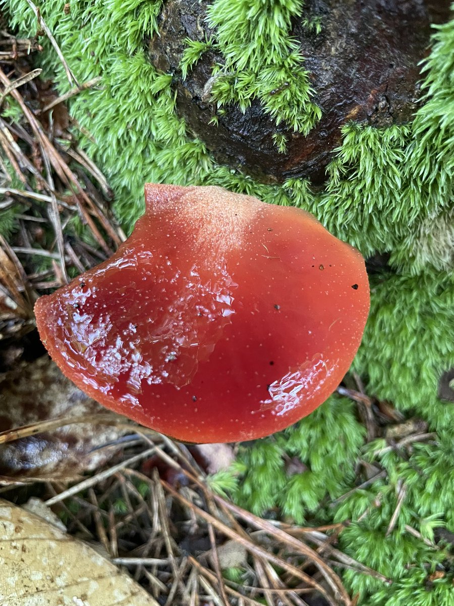 SOLARPUNK NOMADS tweet media