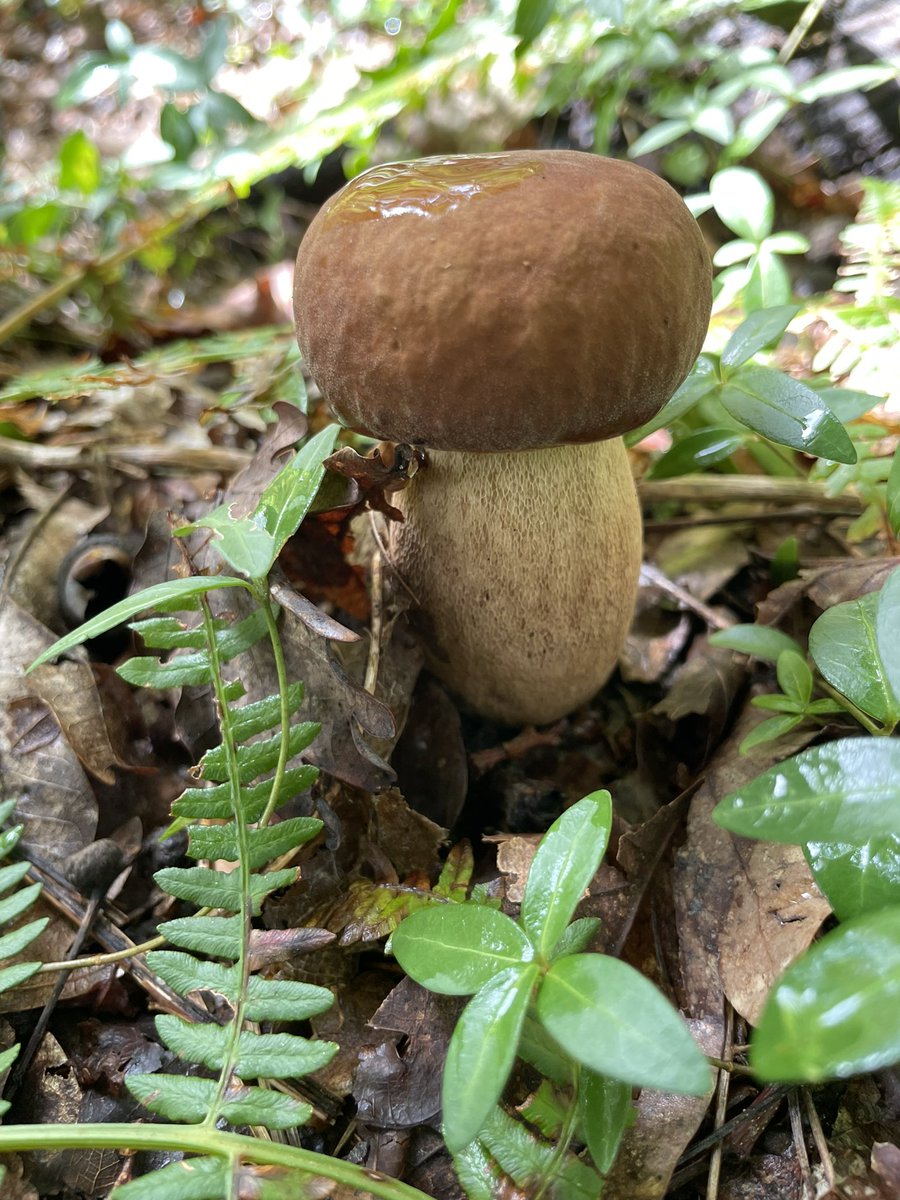 SOLARPUNK NOMADS tweet media