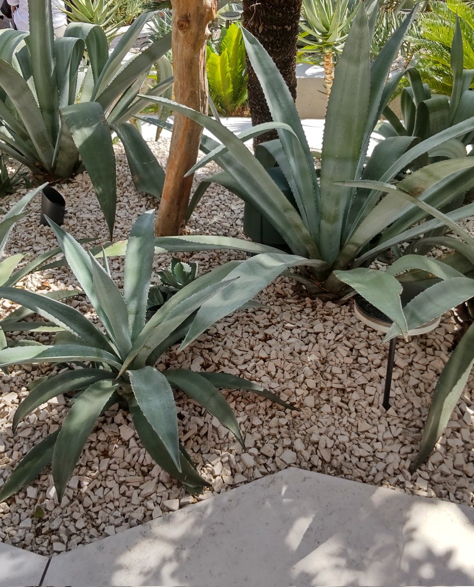 runechann's tweet photo. 万博は大量の人過ぎてどこにも入れなかったけどサウジ館のアガベ？ドライガーデン？前で大興奮😻
これだけでも来たかいがあったかな～ https://t.co/47U0r8j5Ex