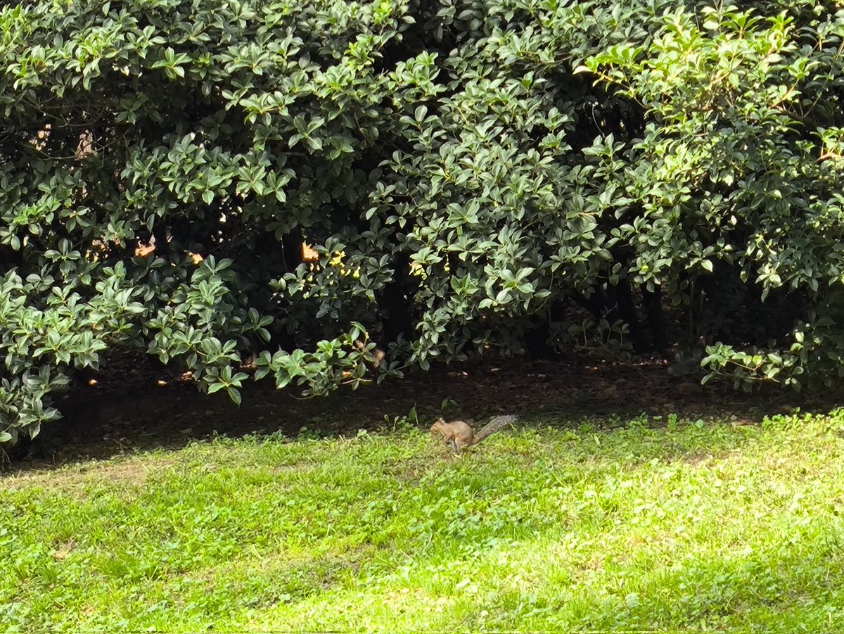 ヤンデレ tweet media