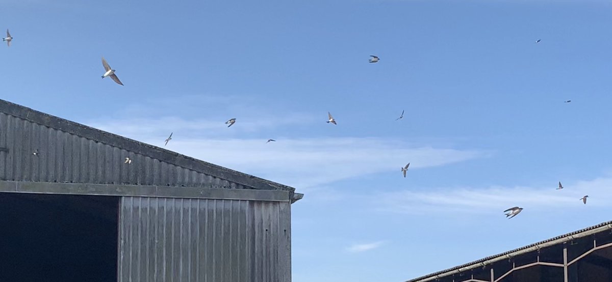 CharlesAnyan's tweet photo. Happy #BackBritishFarmingDay to you all ๐ฌ๐ง๐ฌ๐ง
Here in #Springthorpe we try and balance food production with the environment. We donโt always succeed but we give it a try ๐ช https://t.co/wYLsqyYgOn