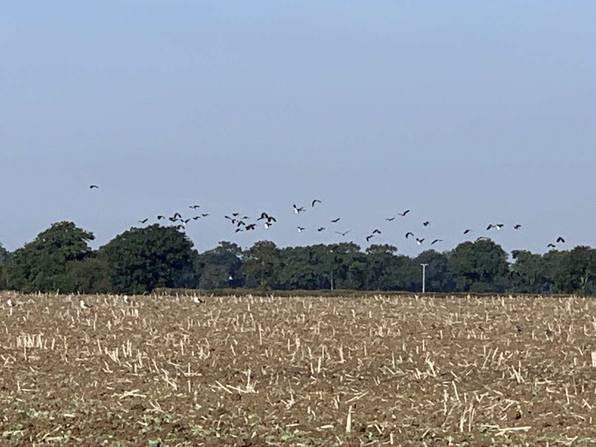 CharlesAnyan's tweet photo. Happy #BackBritishFarmingDay to you all ๐ฌ๐ง๐ฌ๐ง
Here in #Springthorpe we try and balance food production with the environment. We donโt always succeed but we give it a try ๐ช https://t.co/wYLsqyYgOn