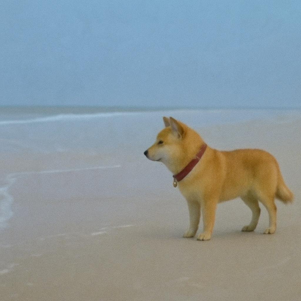 Baby Doge tweet media