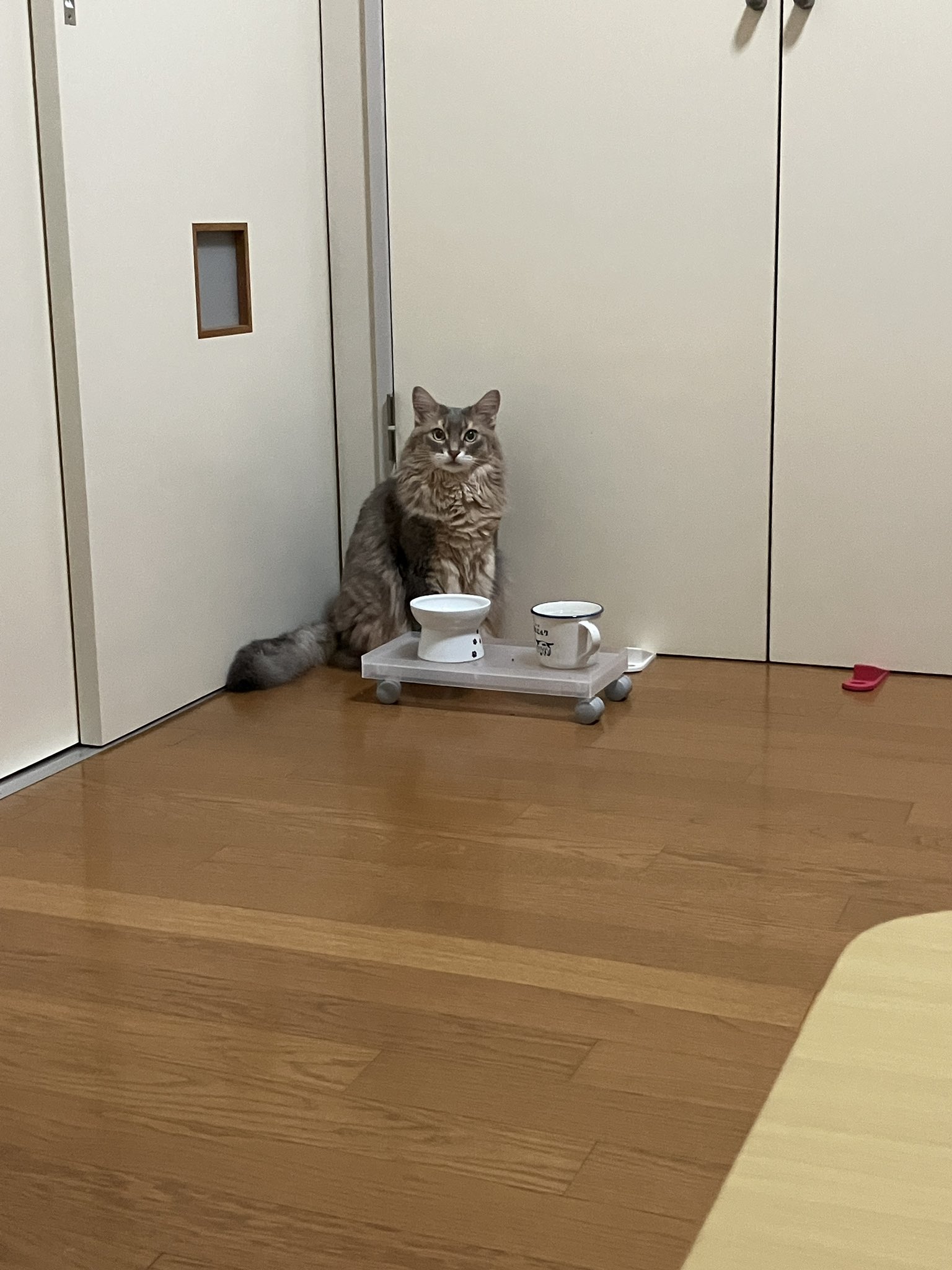 猫C 最終値下げしました！ hqdefault.jpg