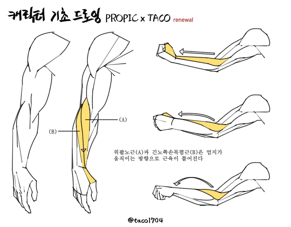 A와 B의 팔 근육은 엄지가 움직이는 방향으로 맞춰 그리면 이해가 쉽다
AとBの腕の筋肉は親指が動く方向に合わせて描くとわかりやすい
The arm muscles of A and B are easier to understand when drawn aligned with the direction in which the thumb moves.