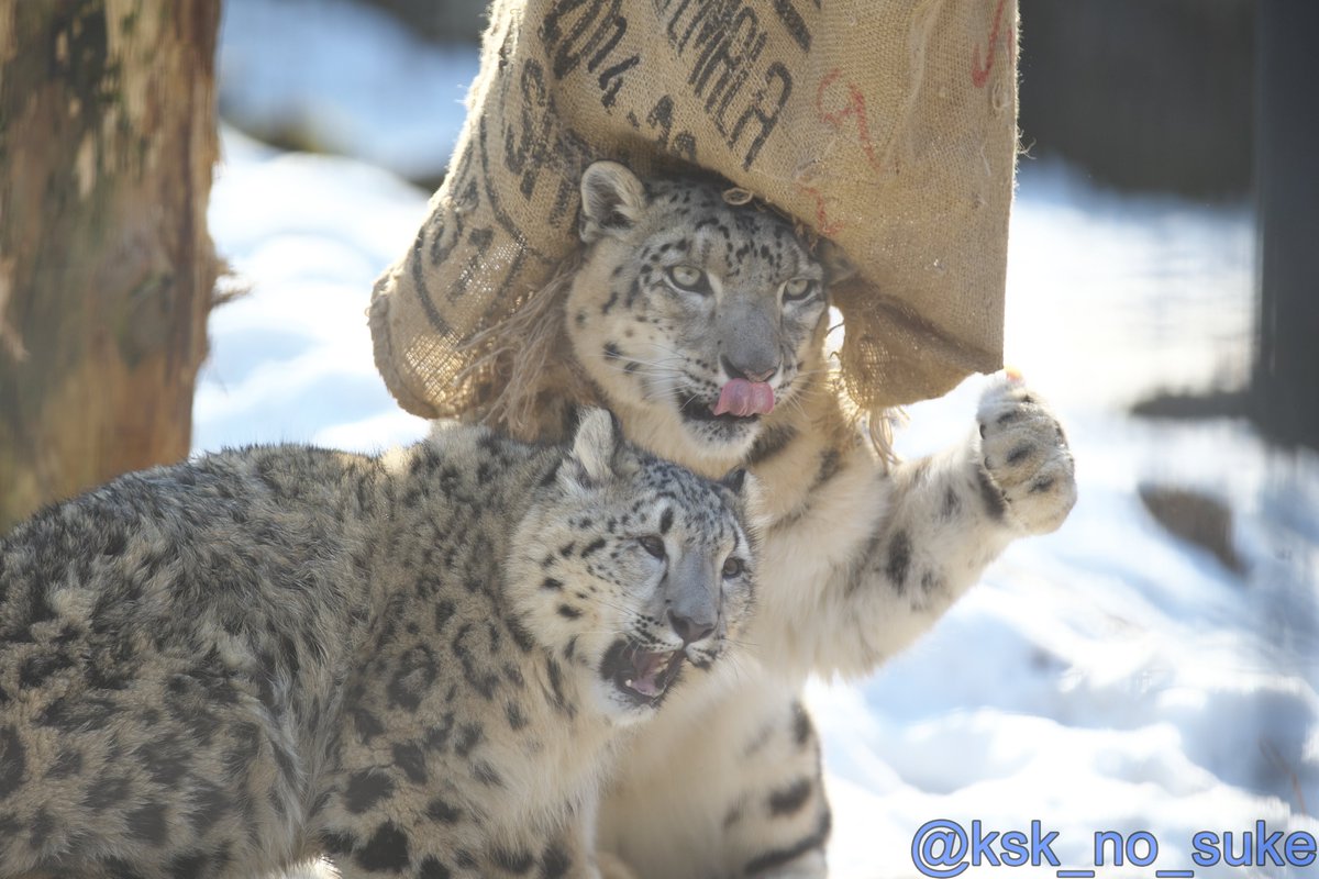 #これを見た人は2ショットを貼れ
ユキヒョウ編
①ユッコとフブキ
②ジーマとヒメル
③ミミとコボ
④ミミとフク