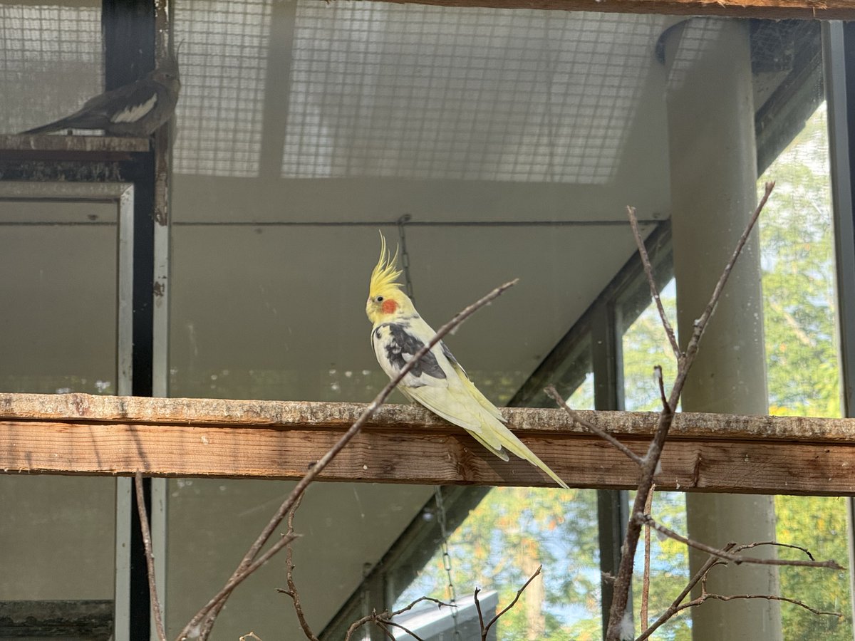 BadToxic's tweet photo. Some #birds in a big #cage in a #park on our little #tour through #Rüsselsheim, #Germany.
#bird #Vogel #Vögel #birdCage #VogelKäfig #Park #walk #hike #stroll #Spatziergang #Ausflug #tourism https://t.co/jk63bDnEpt