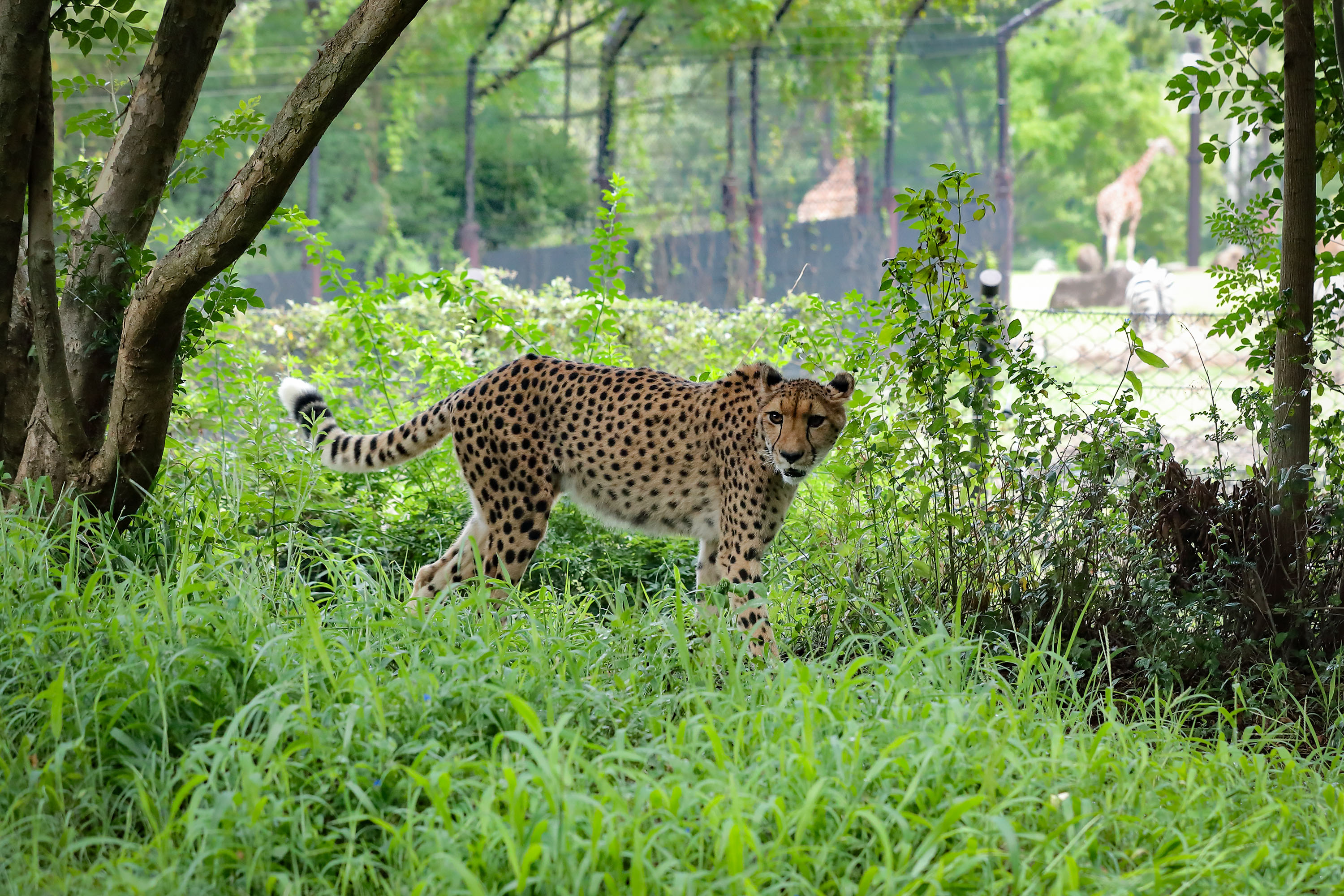 森の中の動物園 森の中の動物園 ITOZU NO MORI Zoological Park Travel Guides