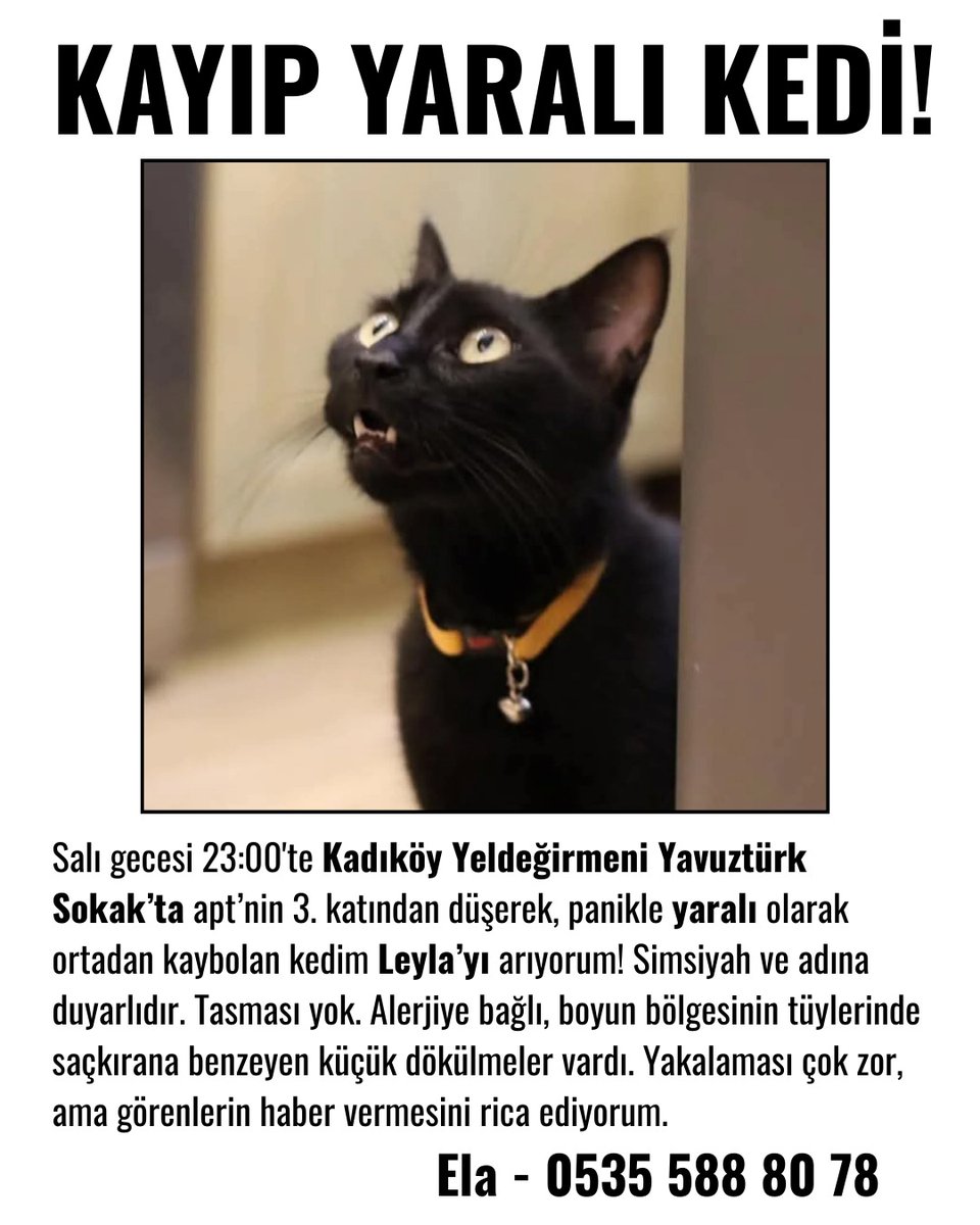 Ela Meriç tweet media